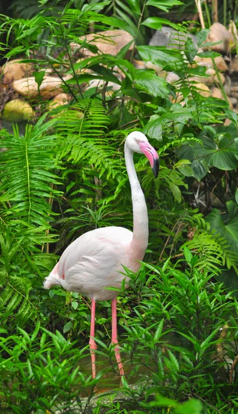 Grande pássaro flamingo Imagem De Stock