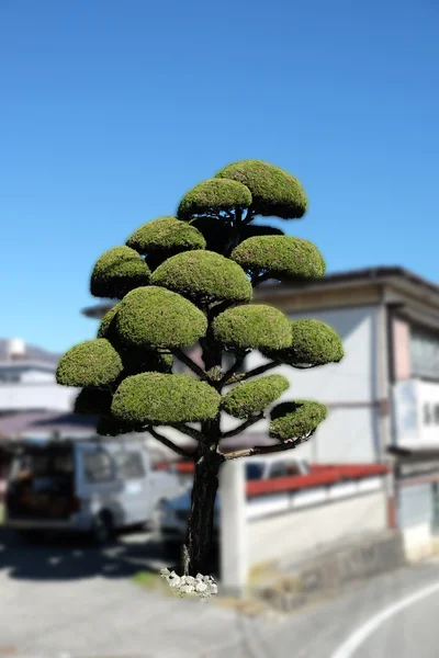 Bonsal δέντρο διακόσμηση — Φωτογραφία Αρχείου