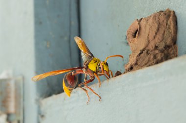 Wasp yapmak bir kovan