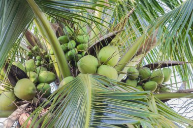 Beyaz komutunuz üzerinde taze zencefil