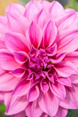 Pembe Dahlias kadar kapatın