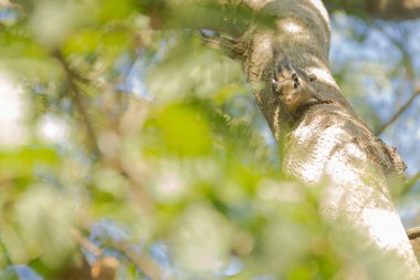 Şirin küçük sincap.