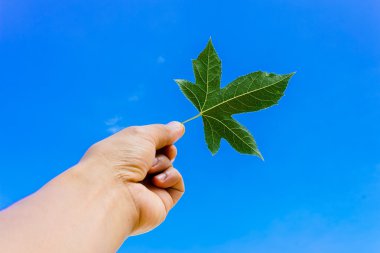 Akçaağaç yaprakları Eko kavramı