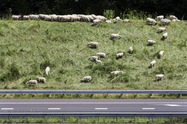 Ovelhas pastando no lado da estrada — Fotografia de Stock