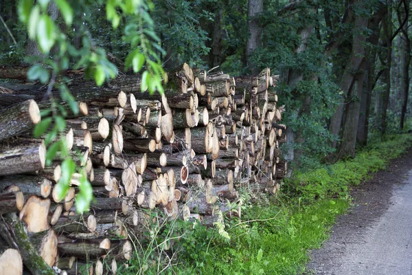 Pilha de madeira na floresta — Fotografia de Stock