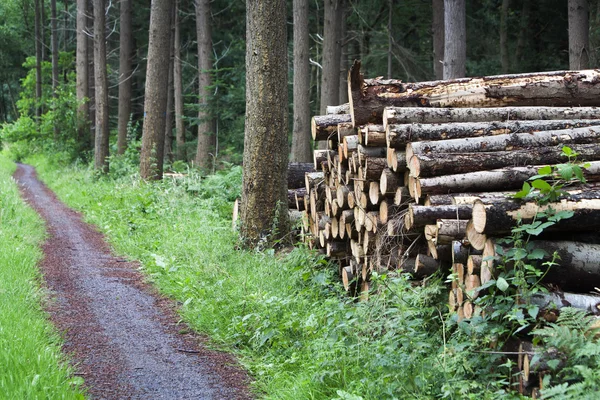 Montón de madera en el bosque —  Fotos de Stock