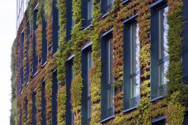 Yeşil ekolojik duvar