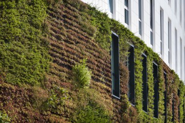 Yeşil ekolojik duvar