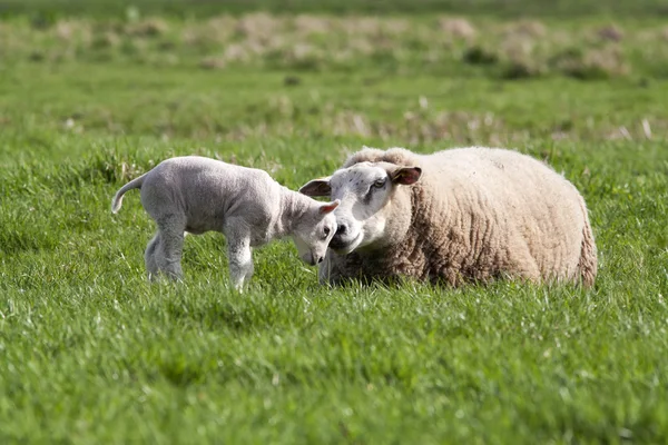 Agnello con madre — Foto Stock