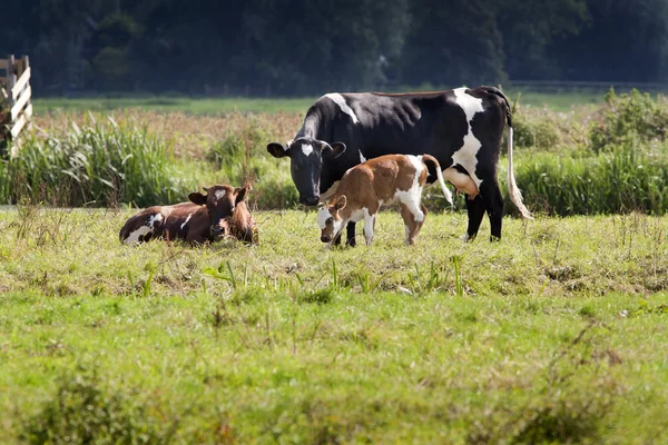 Корови і теля — стокове фото