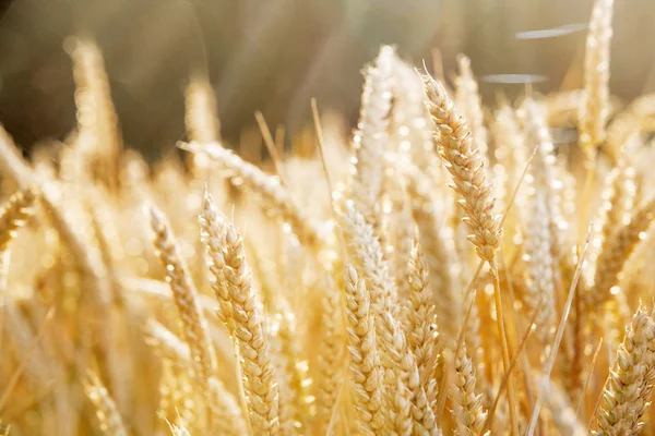 Золотий колір зернового поля — стокове фото