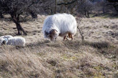 Drenthe Heath koyun