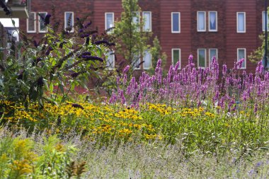 Sokaktaki çiçekler