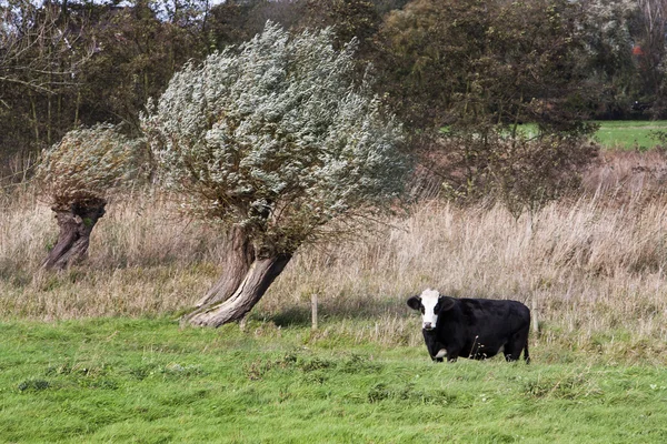 Vaca en paisaje holandés áspero — Foto de Stock