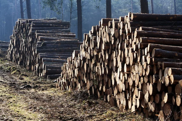 Högar av trä i en skog — Stockfoto