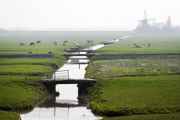 Tipik Hollanda polder manzara