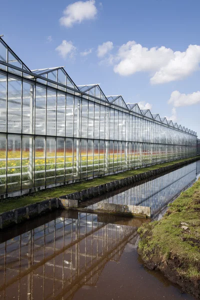 Greenhouse exterior in the Netherlands — Stock Photo, Image