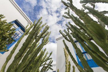 Kaktüs Bahçe ve duvar