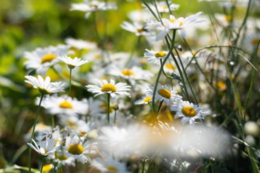 Tarlada açan güzel papatyalar. Vahşi çiçekler, tarlada çok güzel çiçek açıyor. Beyaz yapraklar ve sarı bir çiçek merkezi..