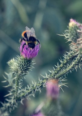 Tüylü, çalışkan bir yaban arısı çiçeklerden nektar toplar. Yaz ve sonbaharda yaban arısı nektar toplar, böylece kışın lezzetli yiyecekler olur..