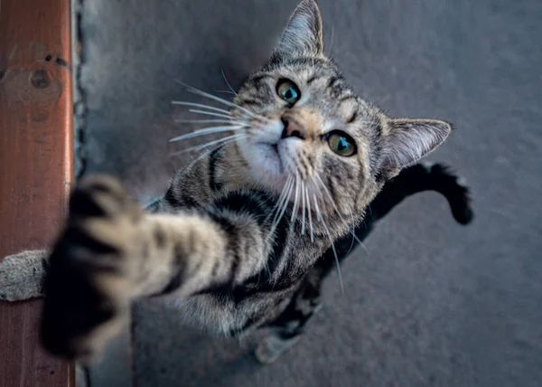 A beautiful cat stands on the ground with its hind legs and pulls its front paw into the lens, and asks it to feed. The cat wants delicious food and pulls his paws to it.