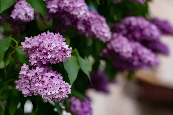 Flores Lilás Florescem Arbusto Deliciar Com Sua Beleza Cheiro Chique — Fotografia de Stock