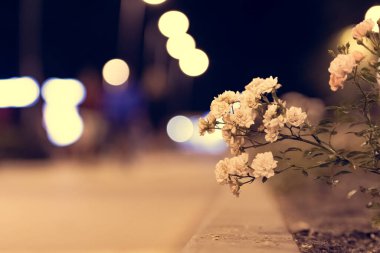 Geceleri parkta çiçekler, geceleri şehir parkında bir çiçek yatağı, fenerlerin ışığında, bir ara sokakta.