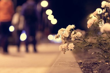 Geceleri parkta çiçekler, geceleri şehir parkında bir çiçek yatağı, fenerlerin ışığında, bir ara sokakta.