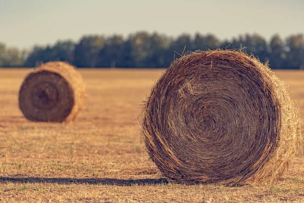 Beautiful Field Wheat Harvesting Grain Harvest Wonderful Golden Bales Hay — Stock Photo, Image