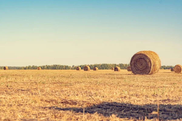 Field Somewhere Some Russian Village — Stock Photo, Image