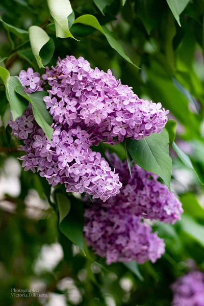 Beautiful Pink Lilac Inflorescences Branches Surrounded Leaves Lilac Bush Flowers — Stock Photo, Image