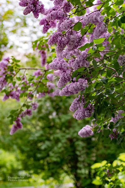 Lindas Inflorescências Cor Rosa Lilás Ramos Rodeadas Folhas Arbusto Lilás — Fotografia de Stock