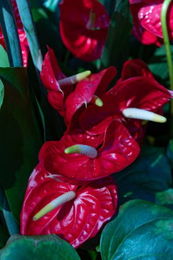 Kalla zambağı denen kırmızı çiçekler. Bir çiftçi fuarında buketlerde güzelce toplanmış. Bu fotoğraf tasarımcılar için uygun, çiçek dükkanlarının ve çiçek fuarlarının illüstrasyonlarını yaratıyor.