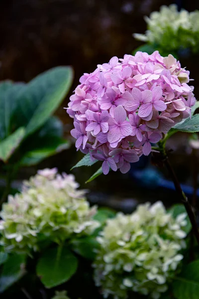 Apenas Uma Linda Flor Roxa Flores Pequenas Uma Grande Inflorescência — Fotografia de Stock