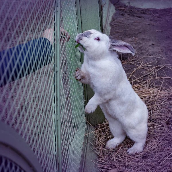 Ein Weißes Kaninchen Einem Käfig Das Weiße Kaninchen Frisst Kleeblätter — Stockfoto