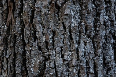Eski bir ağacın gövdesinin dokusu. Eski bir ağacın kökü. Ağaç kabuğunun dokusunun fotoğrafı..