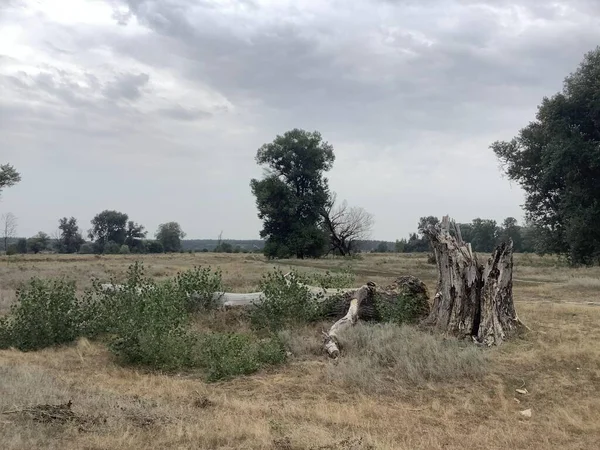 Vieux peuplier sec tombé et sa souche — Photo