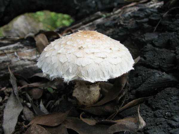 Macrolepiota procera, el hongo parasol — Foto de Stock