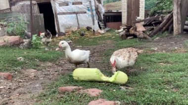 Muscovy ördeği çiftlikte kabak yer.
