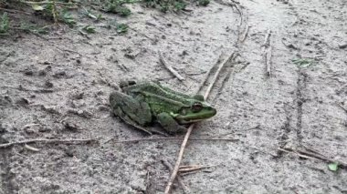 Kurbağa Bufo kumda oturur, kurbağa.