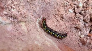 Larva Hyles euphorbiae, atmaca güvesi.
