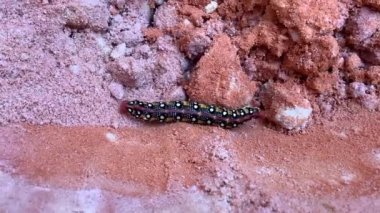 Larva Hyles euphorbiae, atmaca güvesi.