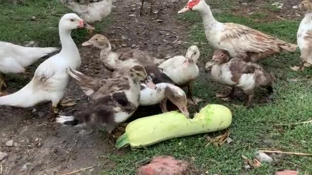 Muscovy ördeği çiftlikte kabak yer. — Stok video