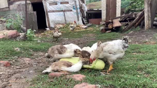 Московская утка ест цуккини на ферме — стоковое видео