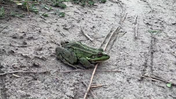 Kurbağa Bufo kumda oturur, kurbağa. — Stok video