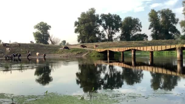 Koeien gaan naar het water op de brug — Stockvideo