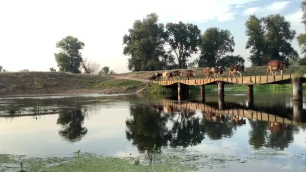 Koeien gaan naar het water op de brug — Stockvideo