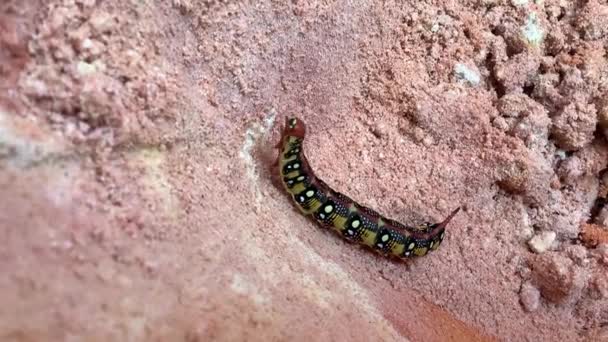 Larva Hyles euforbiae, la polilla del halcón de la saliva — Vídeos de Stock