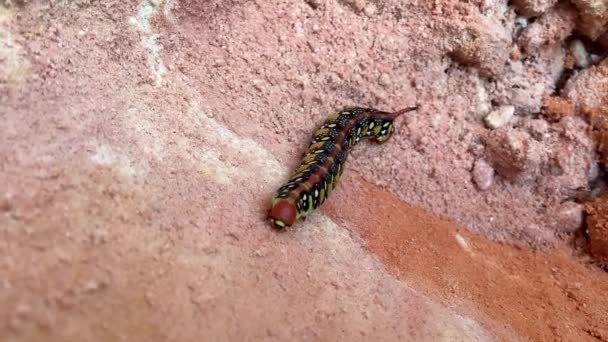 Larva Hyles euphorbiae, a mariposa-falcão-de-spurge — Vídeo de Stock