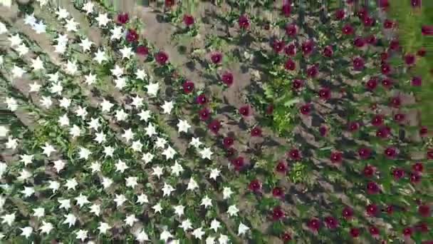 Vlucht omhoog van een bloeiende bloemen — Stockvideo